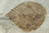 Wide Plate with Five Fossil Leaves - Montana #201339-1